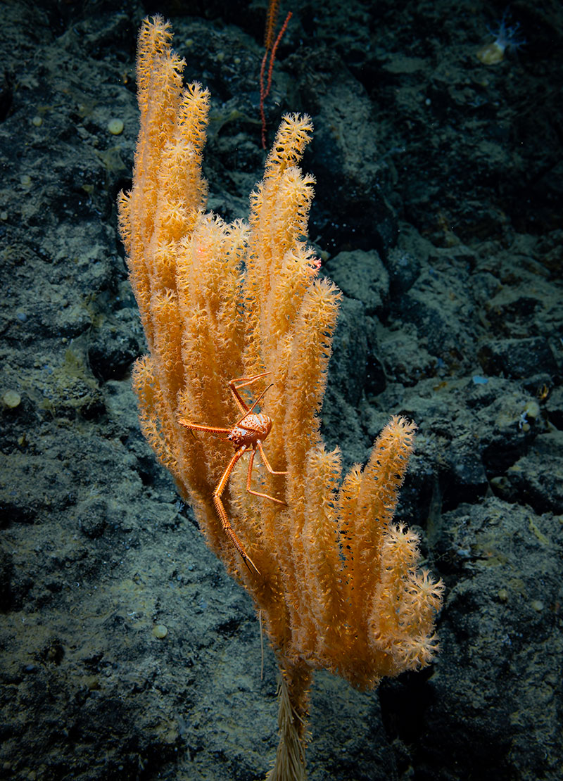 A coral and squat lobster seen against the backdrop of a dark basalt seafloor at Giacomini Seamount during Dive 03 of the Seascape Alaska 5 expedition.