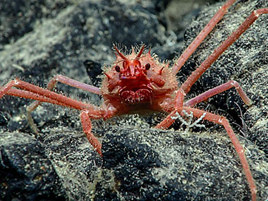 A small orange crab seen on Quinn Seamount during Dive 04 of the Seascape Alaska 5 expedition. This crab was observed actively crawling down the slope of exposed volcanic rocks.