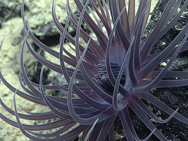 A deep purple sea anemone seen during Dive 07 of the Seascape Alaska 5 Expedition.