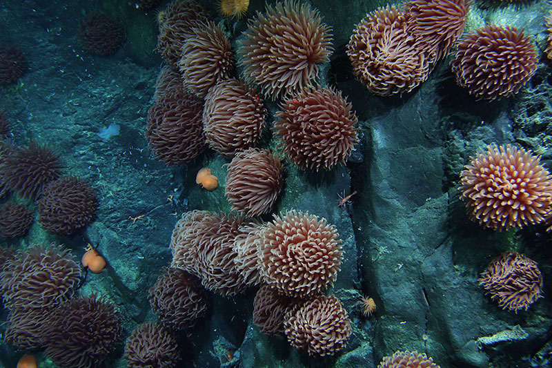 A dense collection of anemones in the genus Liponema seen during the deeper half of the dive to Denson Seamount (Dive 08) during the Seascape Alaska 5 expedition. These pom-pom-like anemones were rather large compared to other invertebrates seen on the dive. They were abundant along the basaltic rocky outcrops and rock faces. Among the anemones were mating pairs of orange sea slugs (Pleurobranchaea sp.), which were each slightly larger than a golf ball.