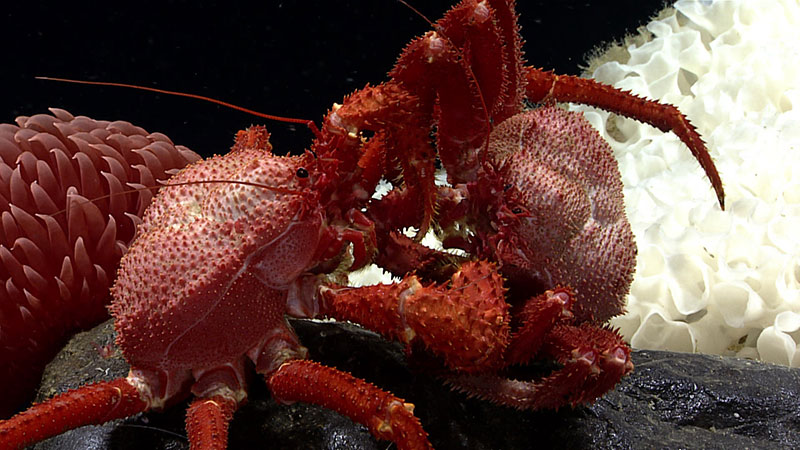 This close up shows two lithodid crabs engaged in mating behavior. This crab couple was seen during Dive 08 of the Seascape Alaska 5 expedition. These crabs were perched on top of a basaltic rocky outcrop with an anemone (Liponema sp.) and a white sponge in the background.