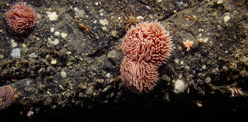 Anemones in the genus Liponema seen during Dive 10 of the Seascape Alaska 5 expedition. Among the anemones, various other invertebrates were seen living on the rocky outcrop, including a few crabs, several species of encrusting sponge, corals, and brachiopods.