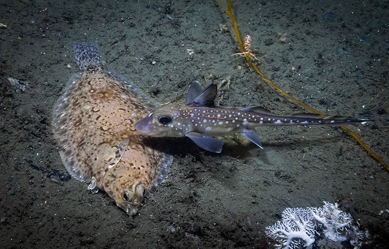 A chimaera and a flatfish seen together on the soft sediment bottom of Cordova Bay during Dive 11 of the Seascape Alaska 5 expedition.