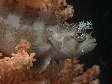 A decorated warbonnet fish sits perched in a coral. This was seen in Cordova Bay while observing large stands of pink <em>Primnoa</em> corals during Dive 11 of the Seascape Alaska 5 expedition.
