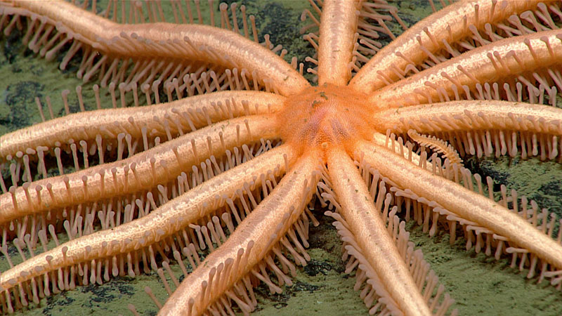 An orange brisingid seen in Noyes Canyon during Dive 12 of the Alaska Seascape 5 Expedition. This individual had rather dramatic tube feet with small teardrop-shaped tips protruding from its arms.