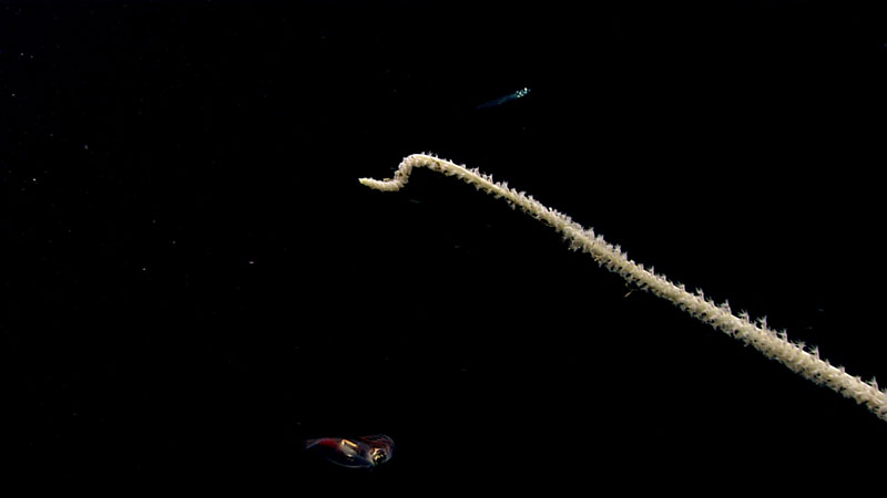 A long, linear coral with the tentacles of its polyps extended is seen with a small fish swimming above it and a squid swimming below during Dive 17 of the Seascape Alaska 5 expedition.