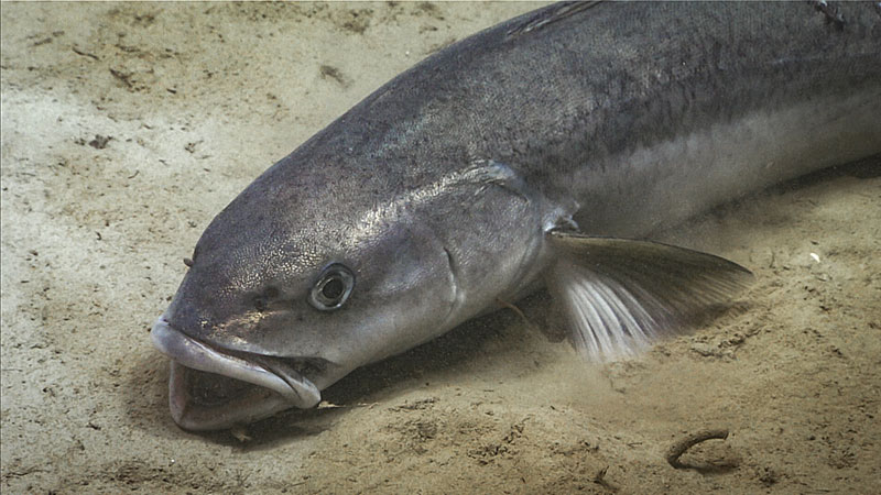 A fish is seen on the soft sediment of the seafloor during Dive 17 of the Seascape Alaska 5 expedition.