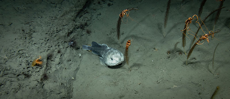 A blobfish seen resting on the soft sediment, surrounded by a handful of sea pens wrapped in snake stars. This was seen during Dive 18 of the Seascape Alaska 5 expedition.