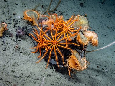 A rock covered in flytrap anemones, brisingid sea stars, and a carnivorous sponge seen at Gumby Ridge during Dive 18 of the Seascape Alaska 5 expedition.