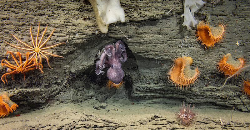 A deep-sea octopus is seen brooding eggs on a vertical rock face during Dive 18 of the Seascape Alaska 5 expedition. This is just one of nearly 20 individual octopuses we saw during the dive. Most were seen brooding eggs of varying maturity, and some were juveniles walking across the seafloor. 