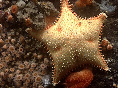This spiny sea star was seen during Dive 19 of the Seascape Alaska 5 expedition. It was seen among a bed of small anemones and a bright orange nudibranch.