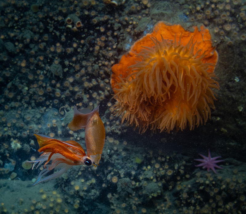 This small squid, swimming in front of a large anemone, was seen during Dive 19 of the Seascape Alaska 5 expedition. The image may be capturing a predation event involving another squid: note the pale white tentacles embraced by the red tentacles of the active squid.