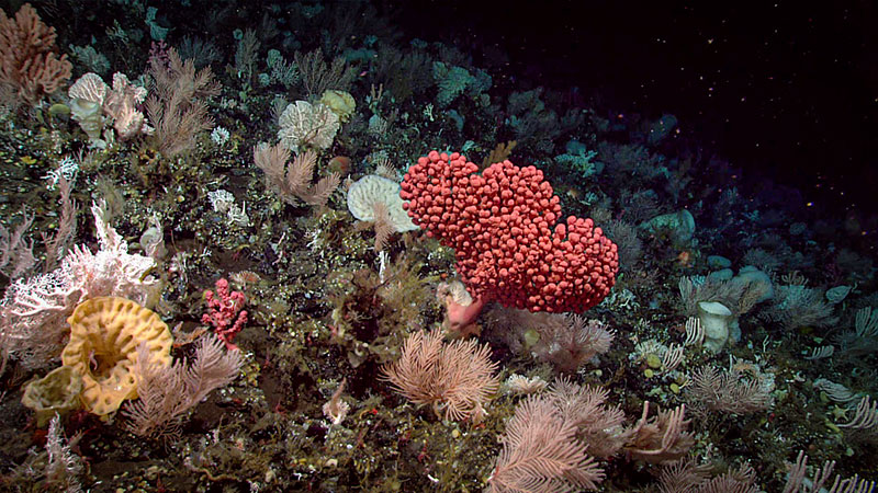 Colorful and abundant coral and sponge communities were seen near the Aleutians during Dive 07 of the Seascape Alaska 3 expedition, the first remotely operated vehicle expedition of the Seascape Alaska series, which took place in July 2023.