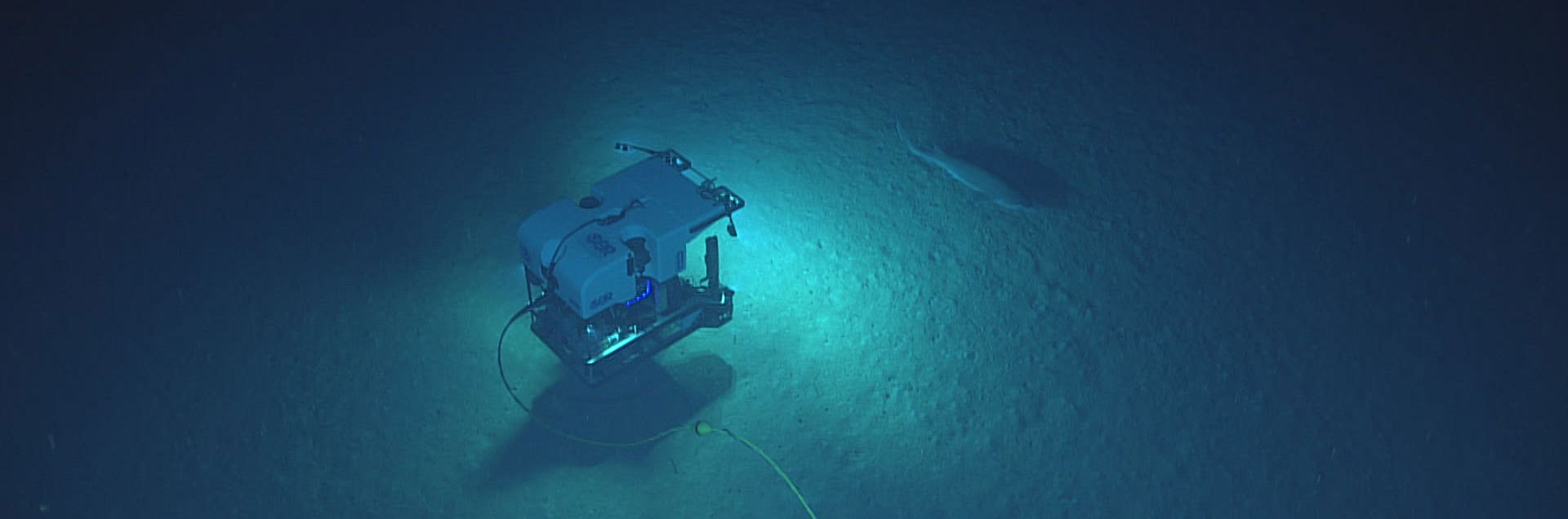 View of the Hexanchus sp. shark and ROV Deep Discoverer as seen from Seirios during Dive 6 of the 2018 Exploring Deep-sea Habitats off Puerto Rico and the U.S. Virgin Islands expedition.