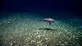 Camera view from the NOAA ROV.