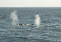 Fin whales