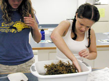 Girl Scouts learn about invertebrates during a laboratory session. Girl Scouts learn about invertebrates during a laboratory session.