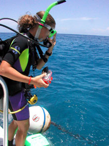 SCUBA diving is a daily activity. SCUBA diving is a daily activity.