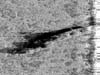 Side scan image of the Monrovia