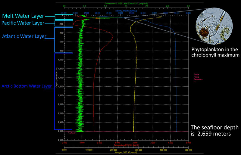 This screenshot of data from a CTD cast conducted during the Hidden Ocean 2016: Chukchi Borderlands expedition shows the different water layers in the Arctic as well as the chlorophyll maximum where most of the phytoplankton live in the water column. Edited by Caitlin Bailey, GFOE, The Hidden Ocean 2016: Chukchi Borderlands. Phytoplankton photo courtesy of Kyle Dilliplaine, UAF, The Hidden Ocean 2016: Chukchi Borderlands.