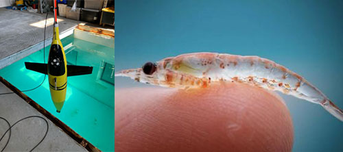 (Left) An ADCP-equipped Seaglider is tested on-shore before the expedition. (Right) An example of a zooplankton that this expedition will study. Krill are large zooplankton that are an important food item for many fish, seabirds, and marine mammals.