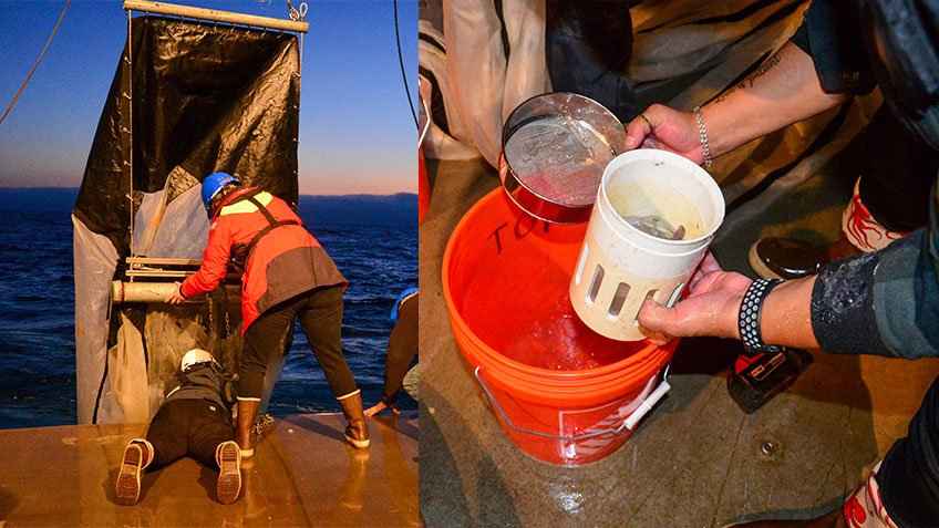 (Left) Each night, zooplankton perform the greatest migration on Earth as they travel higher in the water column to feed on even smaller phytoplankton. To collect samples of these organisms, researchers wait until dark to deploy zooplankton nets that are towed behind the boat. (Right) The Coordinated Simultaneous Physical-Biological Sampling Using ADCP-Equipped Ocean Gliders expedition team collects zooplankton specimens from nets that were towed at a depth of 120 meters (394 feet). These zooplankton samples will be analyzed under the microscope for species identification and length measurements and serve as ground truth for the acoustic data.