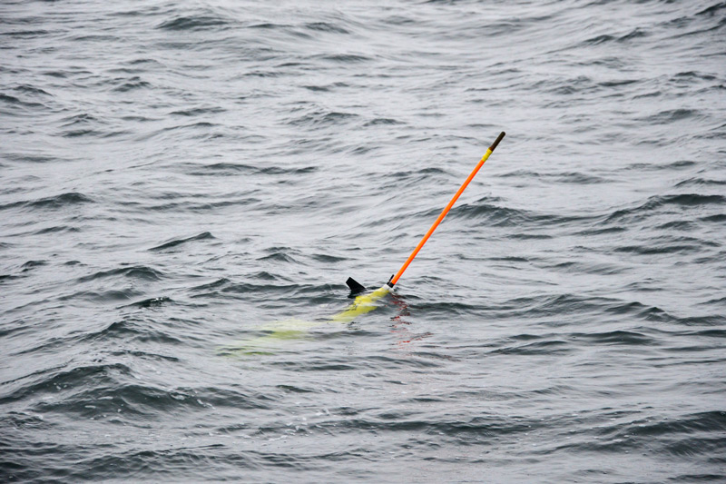 The ocean can be a hazardous place -- rough seas, dizzying currents, and interactions with large animals or foreign objects can threaten the well-being of ocean data science equipment. When it comes to deploying instruments in the ocean, scientists have a saying: “anything that goes in the water may never be seen again.” Thus, when instruments are successfully recovered, there is cause for celebration. The ADCP-Equipped Seagliders team glued their eyes to the water in an effort to spot the orange antenna of their glider. After pinpointing the glider on the horizon, Captain Andy Ellers shouts down from the pilot house to the team on the deck that is anxiously waiting for the glider to surface. Success! The researchers can now recover this glider and reveal the data it has been collecting in the waters off of La Push, Washington.