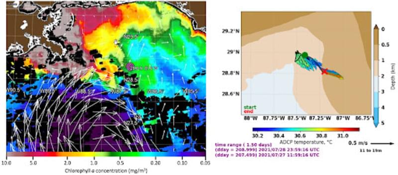 Figure 4. Left panel: Satellite surface Chlorophyll a concentration overlaid with a web-based oceanographic model showing surface current vectors (larger arrows indicate stronger currents). Chlorophyll a is a measure of the pigment concentration generated from phytoplankton, which indicates how much primary production is taking place in the water and is a sign of how nutrient rich the water is. High levels of Chlorophyll a in offshore waters indicates a strong freshwater outflow from rivers into the ocean and strong southeast currents act to move that freshwater offshore. The pink circle near 28.8N and 87.2W was the initial sampling location of the thick fresher surface layers. Right panel: Surface current vectors measured from the ship’s acoustic Doppler current profiler (ADCP) with surface water temperature (vector color) indicating the speed (vector size) and direction (vector angle) of water movement. Both the oceanographic model output (left) and ADCP surface currents confirm transport of Mississippi freshwater offshore and to the southeast.