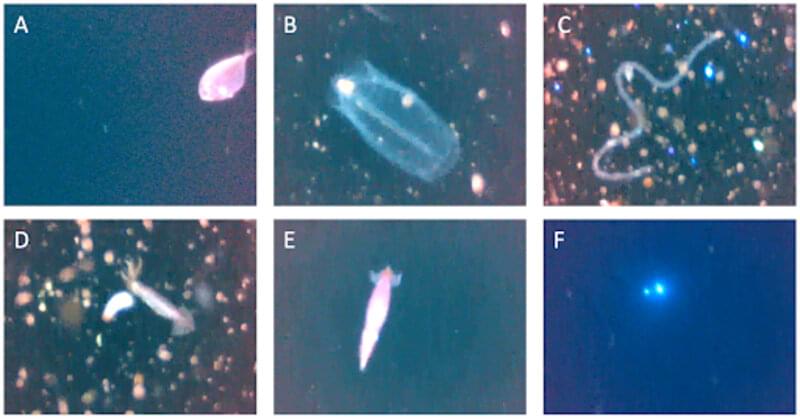 Figure 9. Organisms detected with the Driftcam within a sound scattering layer between 70-100 meters (230-328 feet). (A) pomfret, Brama caribbea; (B) solitary salp, Salpa spp.; (C) alcypoid polychaete worm, Vanadis spp.; (D and E) ; squid, family Ommastrephidae (F) lights from second Driftcam.