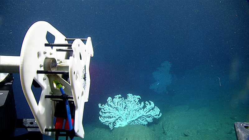 ROV Deep Discoverer approaches a bubblegum coral ready to scan.