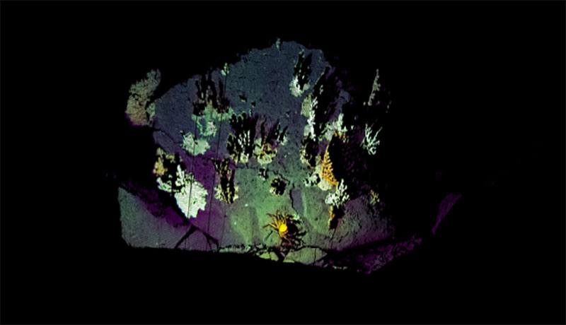 High resolution point cloud of a rock with various bubblegum corals. The point cloud uses an image taken by the SeaVision® camera as source for the real colorization.