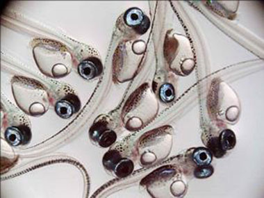 Close-up of micro-organisms