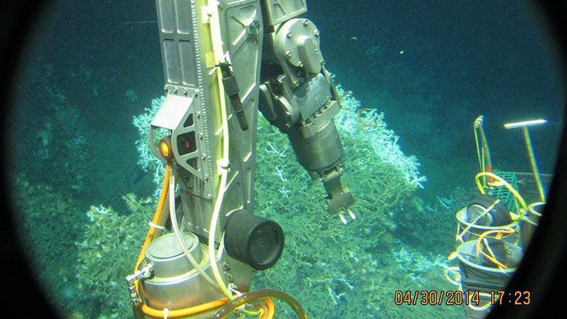 This image, taken from inside the pressure hull of the human-occupied vehicle Alvin, features the port manipulator preparing to sample corals from a coral mound in the Gulf of America during a 2018 expedition.
