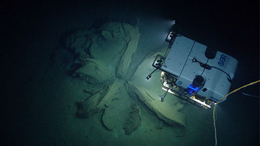 During a dive on sonar anomalies suspected to be a shipwreck, the Deep Discoverer (D2) remotely operated vehicle instead discovered the remnants of asphalt volcanoes, or “tar lilies”.