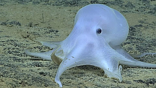 This ghostlike octopod, seen during the 2016 Hohonu Moana: Exploring Deep Waters off Hawaii expedition, is almost certainly an undescribed species and may not belong to any described genus.