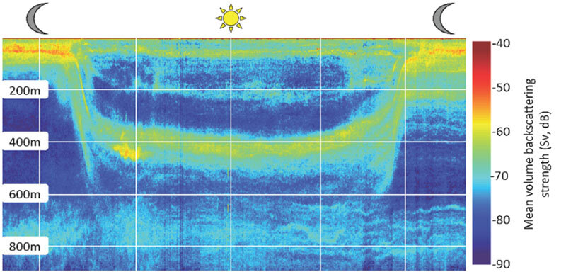 Echogram illustrating the ascending and descending phases of the diel migrations (warmer colors) through the water column. The downward and upward migration activity occurs during dawn and dusk periods. The color scale represents the strength of the sound that is reflected by the organisms in the water column from the ship-based sonar. Cooler colors show less sound reflected and warmer colors show more sound reflected, indicating the presence and density of animals. Echogram illustrating the ascending and descending phases of the diel migrations (warmer colors) through the water column. The downward and upward migration activity occurs during dawn and dusk periods. The color scale represents the strength of the sound that is reflected by the organisms in the water column from the ship-based sonar. Cooler colors show less sound reflected and warmer colors show more sound reflected, indicating the presence and density of animals.