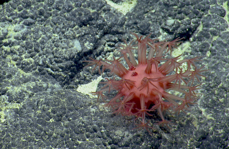 A type of mushroom coral on altered basalts observed in 2018 on a seamount of the Naifeh chain within the Papahānaumokuākea Marine National Monument (PMNM) on Expedition NA101 of Exploration Vessel Nautilus. A type of mushroom coral on altered basalts observed in 2018 on a seamount of the Naifeh chain within the Papahānaumokuākea Marine National Monument (PMNM) on Expedition NA101 of Exploration Vessel Nautilus.