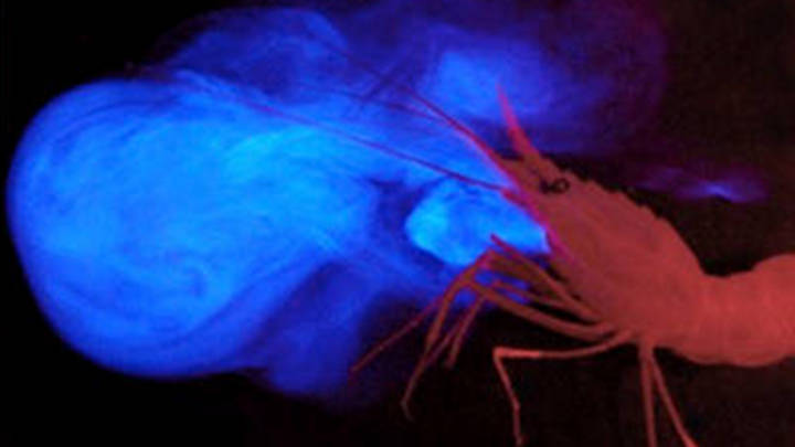 The deep-sea pandalid shrimp Heterocarpus ensifer and a photo of the same animal "vomiting" light from glands located near its mouth.