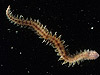 Live nautiliniellid worm.