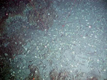 Tubeworm bushes hug the edge of the sulfur crust, which is covered with crabs and flatfish.