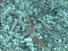 Some of the dead marine life observed on the seafloor at NW Rota-1.