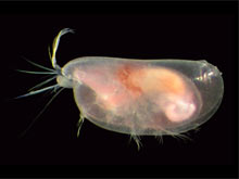 Ostracods are small, bivalve crustaceans that can inhabit underwater caves.  The ostracod genus Spelaeoecia is know only from marine caves and occurs in Bermuda, the Bahamas, Cuba, Jamaica and Yucatan (Mexico).