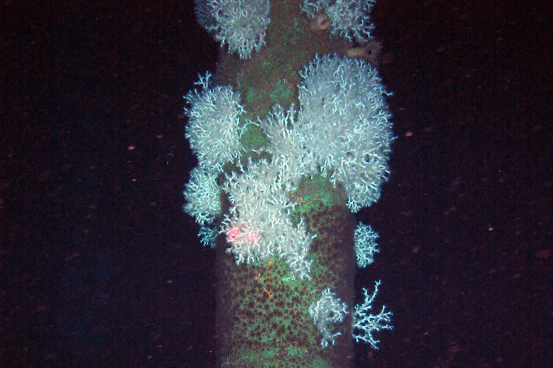 A possible rare (for the Gulf of Mexico) orange Lophelia colony seen during a remotely operated vehicle dive near the Joliet platform.
