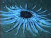 Deep sea anemone