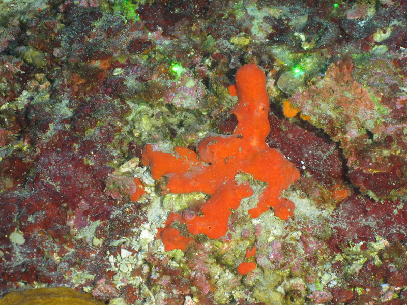 This unidentified orange encrusting sponge was collected during an Exploring the Blue Economy Biotechnology Potential of Deepwater Habitats expedition dive at a depth of 65 meters (213 feet) at Bright Bank, a site that was rich in sponges.