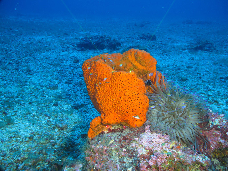 This orange sponge Agelas clathrodes was spotted alongside the anemone Condylactis gigantea during an Exploring the Blue Economy Biotechnology Potential of Deepwater Habitats expedition dive at a depth of 50 meters (164 feet) on Bright Bank. The sponge provides habitat for reef fish and produces known natural products.