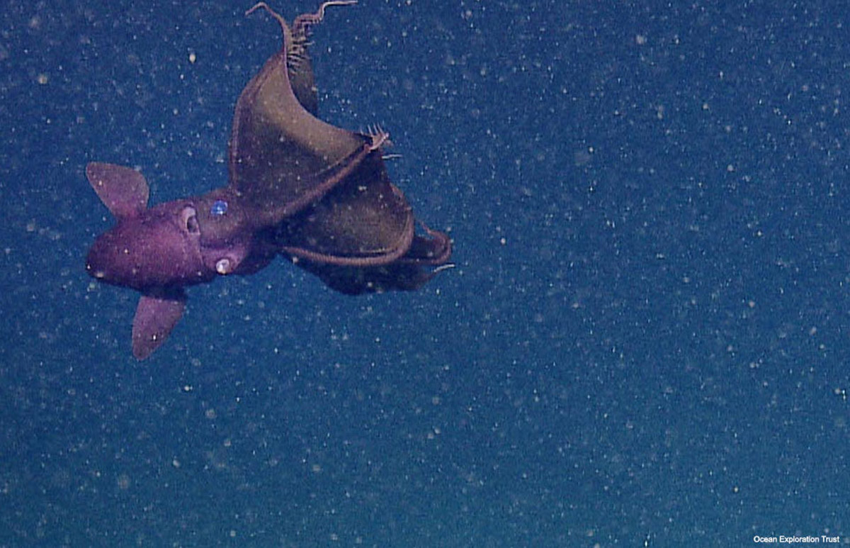 Despite their common name, vampire squids (Vampyroteuthis infernalis) are neither blood-sucking predators nor squids.