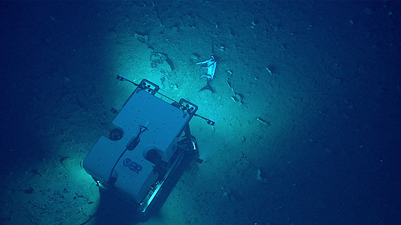 Remotely operated vehicle Deep Discoverer images the swordfish fall.