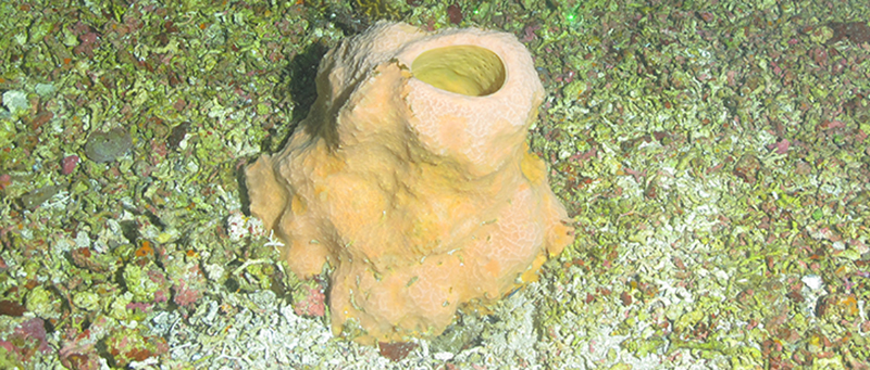 A sponge (Verongula sp.) known to be rich in natural products collected during an expedition in the northwestern Gulf of Mexico, which was funded by the Ocean Exploration Fiscal Year 2019 Funding Opportunity.