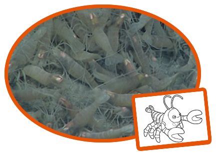 NOAA/Octonauts Vent Shrimp Creature Card